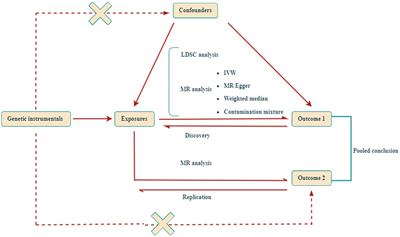 Sarcopenia-related traits and 10 digestive system disorders: insight from genetic correlation and Mendelian randomization